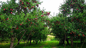 深入推進甘肅省農業供給側結構性改革