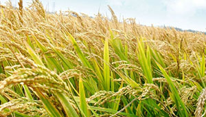 吉林多措并舉 耕好節(jié)糧減損的“無形良田”