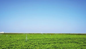 河南：“高標準農田+”的新模式