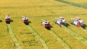 河北：全力抓好秋糧生產(chǎn) 奪取全年糧食豐收