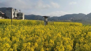 萬象“耕”新不負(fù)春，托普云農(nóng)助力描繪春耕春管科技新圖景